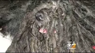 SPCA: Dog Found Inside Abandoned LI House Looked Like ‘Old Mop,’ Could Barely Walk