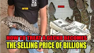 HOW to raise and treat geckos to become geckos worth selling billions