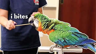 STOP PARROT BITING WITH THIS ONE EASY STEP