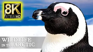 Wildlife in the Arctic in 8K VIDEO ULTRA HD - Wildlife &  Animals Relaxing Music