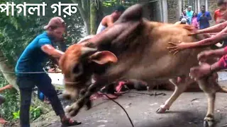 Giant Angry Bull Grounding | Pagla Goru Kurbani | The Home of Goru Lovers