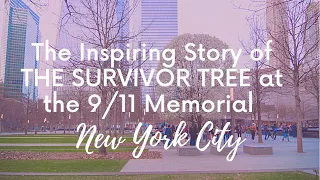 The Inspiring Story of THE SURVIVOR TREE in full bloom at the 9/11 MEMORIAL in NEW YORK CITY