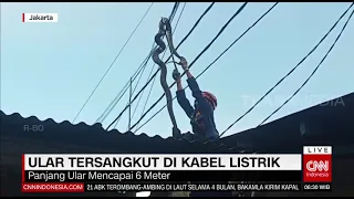 Ular Tersangkut Di Kabel Listrik | REDAKSI PAGI (18/06/21)