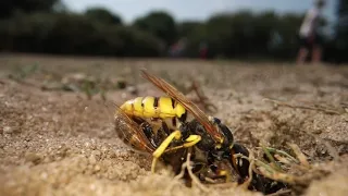 Beewolf taking down the bee