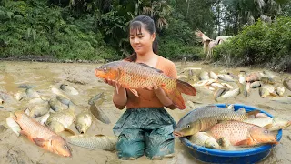 Harvesting A Lot Of Fish At Mud Pond Goes to market sell - Cooking fish | Free Bushcraft