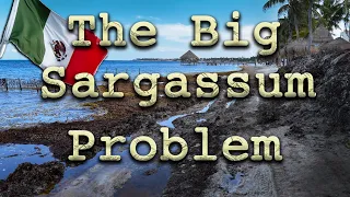 Cancun's Riviera Maya: The Big Sargassum Problem