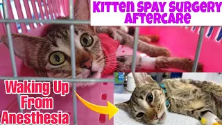 Cat Spayed Aftercare! Unconscious Kitten with Anesthesia!
