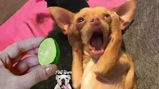 Dogs And Cats Reaction To Food   Funny Animal Reaction #2