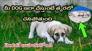 This sings your dog dying in few days / in telugu