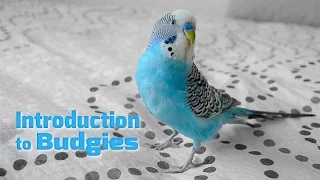 Introduction to Budgies | Budgerigars - Parakeets