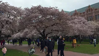 Cherry Blossoms @ UW / ワシントン大学キャンパスでお花見