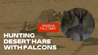 HUNTING DESERT HARE WITH FALCONS/ Arabian Falconry