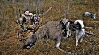 Охота на лося в Карелии ELK HUNTING