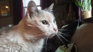 The Story of Sweetpea, our 27 year-old cat