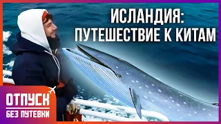 ИСЛАНДИЯ: НАБЛЮДАЕМ ЗА КИТАМИ. Отпуск без путёвки