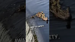 This duckling almost got separated from its family 🥹❤️ #shorts