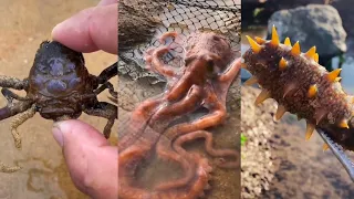 Catching Seafood Deep Sea Octopus (Catch Crab, Catch Fish) #seafood​#fish​#crab