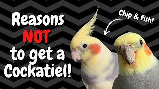 Cockatiels as Pets: 7 Reasons NOT to Get One! | BirdNerdSophie