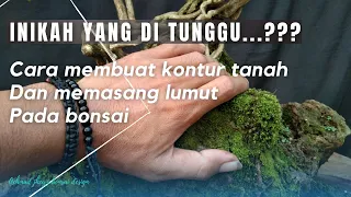 Tehnik pemasangan lumut bonsai persiapan kontes  #bonsaiindonesia #jheyzbonsai