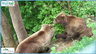 Alternativer Wolf- und Bärenpark Schwarzwald - Wolftal