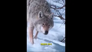 Хищник Пришел На Помощь Вместо Того, Чтобы Напасть 😇🐺