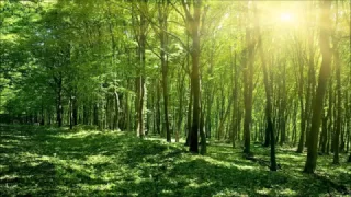 The Green Of The Forest - by Sri Chinmoy - Relaxing Flute Music