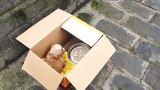 They left a puppy in a box with meal