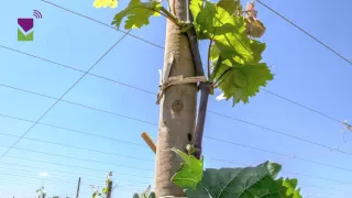 Formación de uva de mesa