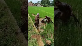 TIGA PELAJAR WANITA PENUH LUMPUR, TERPEROSOK KE SAWAH