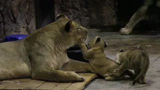 В Екатеринбургском зоопарке родились трое львят