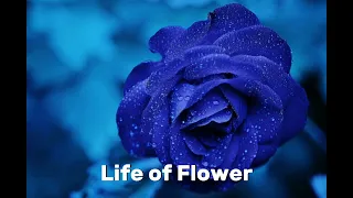 Sulton Ali-Life of Flower music