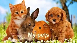 My pets in English. Английский детям. Мои питомцы на английском языке.#pets