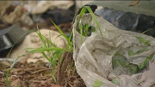 'Cash for Trash' is back | Program paying homeless to pick up trash in downtown San Diego