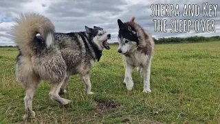 Sherpa and Key The Sleep Over,  Longer version