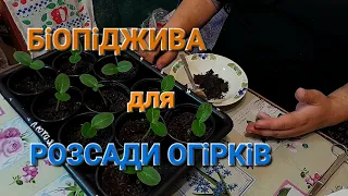 Як виростити здорову розсаду Огірків/Підкормка та вирощування розсади раннього Огірка