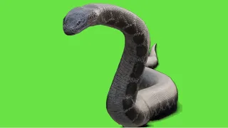 Green screen giant anaconda for free (full-HD)