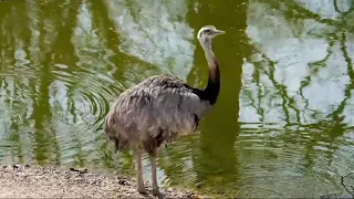 ostrich the flightless bird||ostrich relaxing instrumental meditation music||long neck bird.