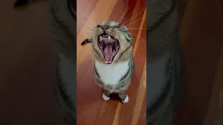 Meow yawning