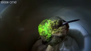 Snoring hummingbird