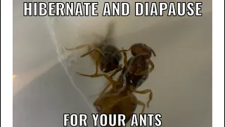 Hibernate and Diapause for your ants