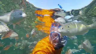 Snorkeling Destin FL East Jetties, Feeding Frenzy