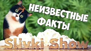 7 ФАКТОВ О СЛИВКИ ШОУ, О КОТОРЫХ ВЫ НЕ ЗНАЛИ | Куки КОТ или КОШКА?