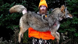 Wild Coyote Catch, Clean, Cook in the Forest | ASMR (no talking)