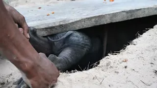 Build Unique Primitive Wild boar Trapping Tool Using Big Ply Board in to Deep Hole That Work 100%