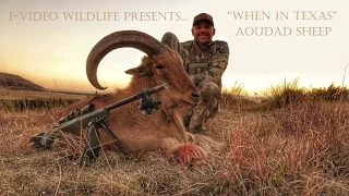 Giant Texas Aoudad Sheep "When In Texas"