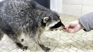 RACCOON FIRST TIME TRYING FOOD FROM THE HANDS / Bobcat Rufus explores the traces Zefirka