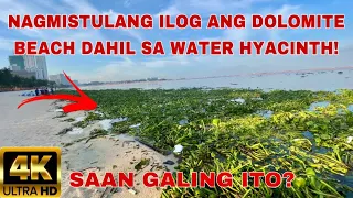 NAGMISTULANG ILOG ANG DOLOMITE BEACH DAHIL SA WATER LILY. SAAN GALING ANG MGA ITO?