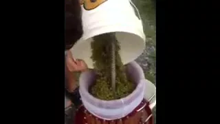 Pressing grapes with a fruit press