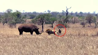 8 Rhino Encounters I ALMOST Can't Show You