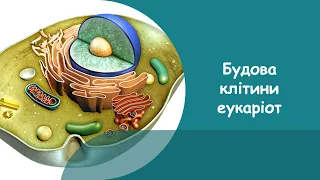 Будова клітини еукаріотичних організмів